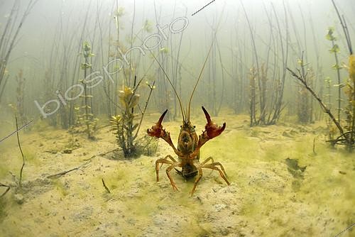 Biosphoto | 2088799 | Red swamp crayfish (Procambarus clarkii) in a pond, Loir et Cher, Prairies du Fouzon, France | &copy; Bruno Guénard / Biosphoto