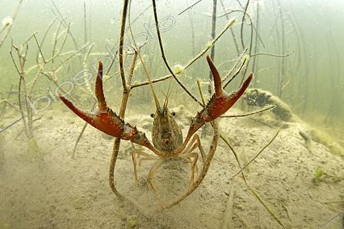 Biosphoto | 2088800 | Red swamp crayfish (Procambarus clarkii) in a pond, Loir et Cher, Prairies du Fouzon, France | &copy; Bruno Guénard / Biosphoto