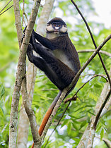 Biosphoto | 2608904 | Red-tailed Monkey (Cercopithecus ascanius), Kibale Forest, Uganda | &copy; Ignacio Yufera / Biosphoto