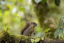 Biosphoto | 2135204 | Red-tailed Squirrel (Sciurus granatensis), Chiriquí, Panama, February | &copy; Ignacio Yufera / Biosphoto