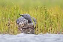 Biosphoto | 2422921 | Red-throated Loon (Gavia stellata), adult sitting on nest, Southern Region, Iceland | &copy; Saverio Gatto / Biosphoto