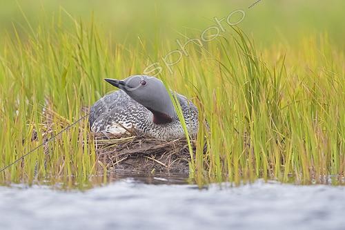 Biosphoto | 2422921 | Red-throated Loon (Gavia stellata), adult sitting on nest, Southern Region, Iceland | &copy; Saverio Gatto / Biosphoto