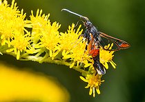 Biosphoto | 2453796 | Red-tipped clearwing (Synanthedon formicaeformis) on Goldenrod flowers (Solidago canadensis), Vosges du Nord Regional Nature Park, France | &copy; Michel Rauch / Biosphoto