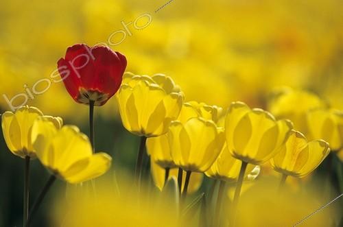 Biosphoto | 483166 | Red tulip among yellow tulips ; Locality: around Soissons. | &copy; Alain Even / Biosphoto