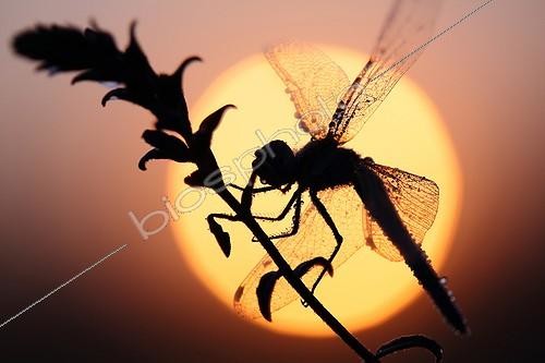 Biosphoto | 2017935 | Red-veinded Darter front of the sun - Aquitaine France | &copy; Bernard Dubreuil / Biosphoto