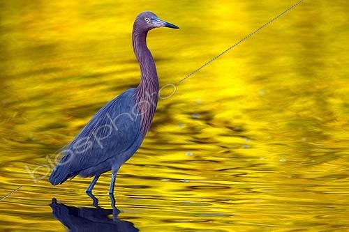 Biosphoto | 2050231 | Reddish egret (Egretta rufescens), Ding Darling National Wildlife Refuge, Saibel Island, Florida, USA | &copy; Michael Turco / Biosphoto