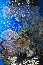 Biosphoto | 2583296 | Redmouth grouper (Aethaloperca rogaa), sweeper shoal, glassfish (Parapriacanthus guentheri) and gorgonian of the genus Annella. coral reef, corals. They live in large groups. Coral reef. Ras Muhammad National Park (Sharm Al Sheikh - Raas Mohammed) and Tiran Strait. Sinai Peninsula. Red Sea, Egypt. | &copy; Sergio Hanquet / Biosphoto