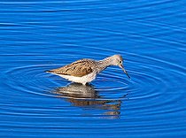 Biosphoto | 2582114 | Redshank (Tringa nebularia) in water, Isère, France | &copy; Jean-François Noblet / Biosphoto