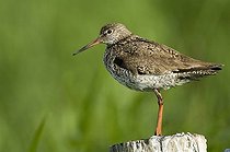 Biosphoto | 1460474 | Redshank (Tringa totanus) | &copy; Horst Jegen / imageBROKER / Biosphoto