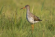 Biosphoto | 1515347 | Redshank (Tringa totanus), Neusiedler See lake, Burgenland, Austria, Europe | &copy; Franz Christoph Robiller / imageBROKER / Biosphoto