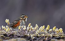 Biosphoto | 2586130 | Redwing (Turdus iliacus) singing in an arctic pussy willow, Iceland | &copy; Michel Rauch / Biosphoto