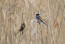 Biosphoto | 2122753 | Reed Bunting (Emberiza schoeniclus) Couple displaying in the reeds, Regional Natural Park of the Vosges du Nord, France | &copy; Michel Rauch / Biosphoto