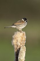Biosphoto | 2601855 | Reed bunting (Emberiza schoeniclus) perched on top of a bulrush, England | &copy; Frédéric Desmette / Biosphoto