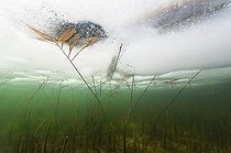 Biosphoto | 1248982 | Reed in the ice of a lake Jura France  | &copy; Michel Loup / Biosphoto