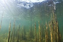 Biosphoto | 1248984 | Reed in the ice of a lake Jura France  | &copy; Michel Loup / Biosphoto