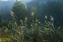 Biosphoto | 1247152 | Reeds and birch at the edge of a lake Jura France  | &copy; Michel Loup / Biosphoto