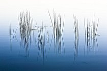 Biosphoto | 1291646 | Reeds and reflection pond Bellebouche Brenne France  | &copy; David Tatin / Biosphoto