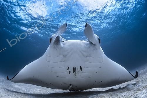 Biosphoto | 2124854 | Reef manta ray (Manta alfredi) under the surface, Indian Ocean, Mayotte. Highly Honored at Windland Smith Rice Photo Awards 2018 (Nature's Best) . | &copy; Gabriel Barathieu / Biosphoto