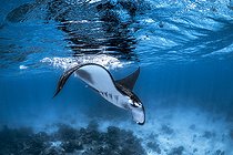 Biosphoto | 2585472 | Reef manta ray (Mobula alfredi) swimming in the middle of Longoni reef, Mayotte lagoon | &copy; Gabriel Barathieu / Biosphoto