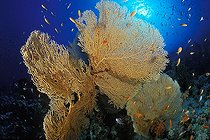 Biosphoto | 981188 | Reef of Giant Sea Fan, Ras Mohammed, Sinai, Red Sea, Egypt | &copy; Borut Furlan / WaterFrame / Biosphoto