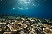 Biosphoto | 1819926 | Reef of Table Corals Felidhu Atoll Maldives | &copy; Reinhard Dirscherl / Biosphoto
