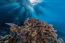 Biosphoto | 2550122 | Reef scene in Halmahera, Indonesia. | &copy; Bruce Shafer / Stocktrek Images / Biosphoto