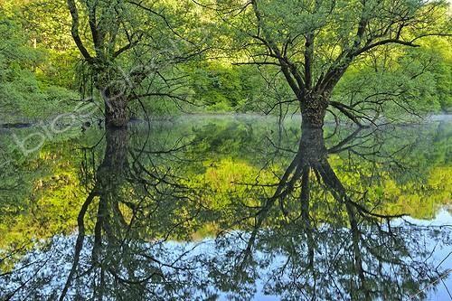 Biosphoto | 2036306 | Reflecting on Lake Bret at dawn - Bugey France ; Temporary lake colonized by willows and alders, biotope inhabited by many frogs  | &copy; Jean-Philippe Delobelle / Biosphoto