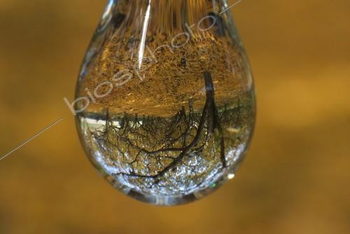 Biosphoto | 654973 | Reflection of a peach orchard in autumn Ardèche France  | &copy; Jean-Philippe Vantighem / Biosphoto