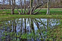 Biosphoto | 2575898 | Reflection of a tree in the water, Wetland by the river, Sarthe, France | &copy; Michel Gile / Biosphoto
