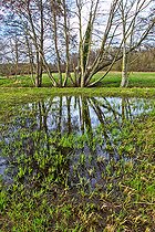 Biosphoto | 2575897 | Reflet d un arbre dans l'eau, Terrain humide en bord de rivière, Sarthe, France | &copy; Michel Gile / Biosphoto