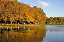 Biosphoto | 1251375 | Reflet de Chênes et Hêtres dans un étang en automne France | &copy; Dominique Delfino / Biosphoto