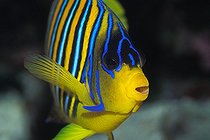Biosphoto | 981051 | Regal Angelfish, Ras Mohammed, Sinai, Red Sea, Egypt | &copy; Borut Furlan / WaterFrame / Biosphoto