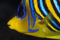 Biosphoto | 981052 | Regal Angelfish, Ras Mohammed, Sinai, Red Sea, Egypt | &copy; Borut Furlan / WaterFrame / Biosphoto