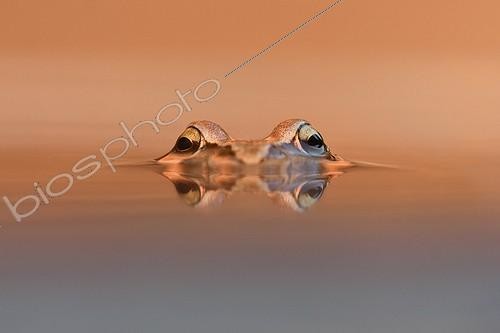Biosphoto | 2003849 | Regard de Grenouille rousse - Vosges du Nord France | &copy; Emmanuel Baechler / Biosphoto