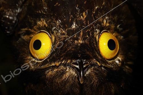 Biosphoto | 1852126 | Regard d'Ibijau gris Savanne de Matiti Guyane ; en lisière de forêt | &copy; Quentin Martinez / Biosphoto