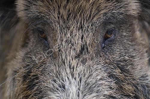 Biosphoto | 2462519 | Regard d'un Sanglier (Sus scrofa), Rhénanie-Palatinat, Allemagne | &copy; Horst Jegen / imageBROKER / Biosphoto