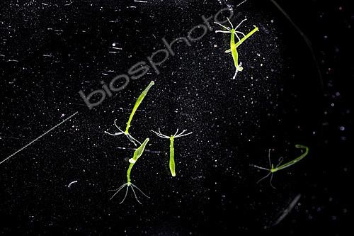 Biosphoto | 2628322 | Regroupement d'hydres vertes (Chlorhydra viridissima), Saint-Pierre-La-Palud, Rhône, France | &copy; Philippe Lebeaux / Biosphoto
