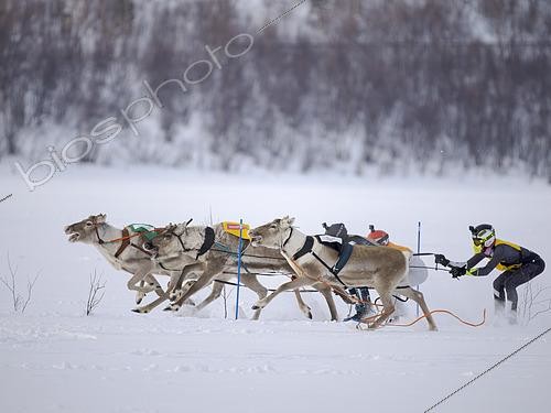 Biosphoto | 2613904 | Reindeer race in Utsjoki, part of the PoroCup 2025 series. Europe, northern europe, finland. lapland, Utsjoki | &copy; Martin Zwick / Biosphoto