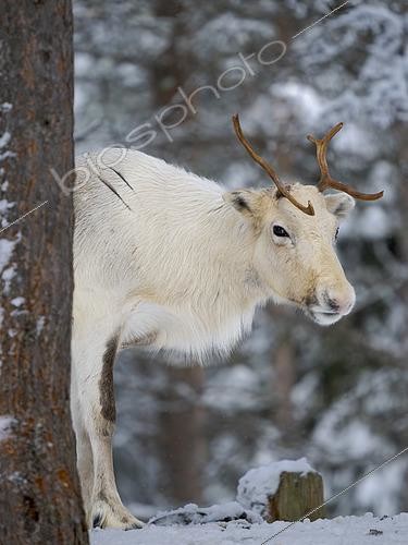 Biosphoto | 2612105 | Reindeer (Rangifer tarandus) during arctic winter. Traditional Reindeer husbandry near Pyhae in Finland north of the polar circle. Europe, Northern Europe, Finland, Lapland | &copy; Martin Zwick / Biosphoto