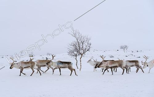 Biosphoto | 2613932 | Reindeer (rangifer tarandus) in the strictly protected wilderness area Paistunturi (Paistunturin eraemaa) near Utsjoki during winter. Europe, Finland, Lapland | &copy; Martin Zwick / Biosphoto