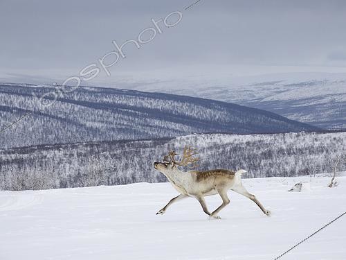 Biosphoto | 2613944 | Reindeer (rangifer tarandus) in the strictly protected wilderness area Paistunturi (Paistunturin eraemaa) near Utsjoki during winter. Europe, Finland, Lapland | &copy; Martin Zwick / Biosphoto