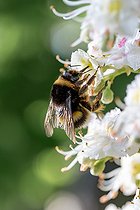 Biosphoto | 2511490 | Reine de Bourdon terrestre (Bombus terrestris) butinant des fleurs de Marronnier d'Inde (Aesculus hippocastanum), Gers, France | &copy; Marie Aymerez / Biosphoto