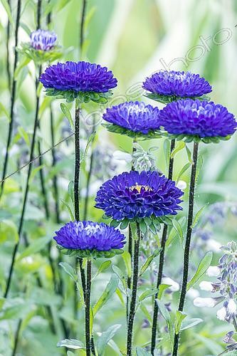 Biosphoto | 2592921 | Reine Marguerite, Callistephus chinensis 'Matsumoto', fleurs | &copy; Alain Kubacsi / Biosphoto