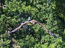 Biosphoto | 2609944 | Relâché de 6 Pygargues à queue blanche femelles (Haliaetus albicilla), 