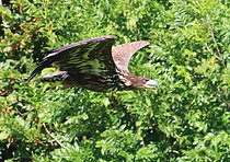 Biosphoto | 2609945 | Release of 6 female White-tailed Eagles (Haliaetus albicilla), 