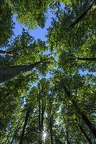 Biosphoto | 2544864 | Remarkable beech forest in the Parc des Vosges du Nord, France. The acidiphilous beech is the climatic forest that naturally develops on the dominant soil type (Vosges sandstone) and in the climatic conditions of the Vosges du Nord-Pfälzerwald Transfrontier Biosphere Reserve. | &copy; Jean-Philippe Delobelle / Biosphoto