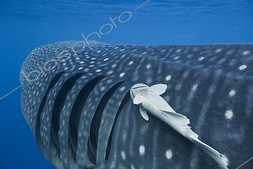 Biosphoto | 2030948 | Remora près des branchies d'un Requin baleine - Mexique | &copy; Brandon Cole / Biosphoto