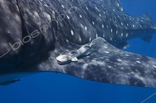 Biosphoto | 2030935 | Remora sur la nageoire d'un Requin baleine - Mexique | &copy; Brandon Cole / Biosphoto