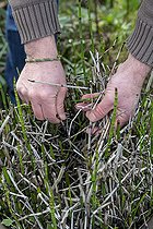 Biosphoto | 2460011 | Removal of dry horsetail stems (Equisetem sp), winter, Pas de Calais, France | &copy; Yann Avril / Biosphoto