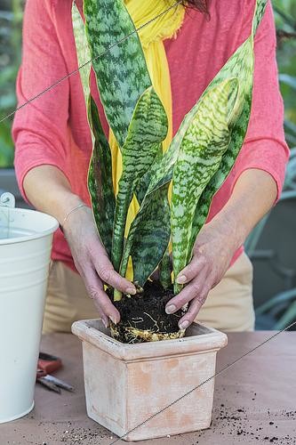 Biosphoto | 2445151 | Rempotage d'une Sansevière (Sansevieria masoniana) en pas à pas. 3 : installer la motte | &copy; Jean-Michel Groult / Biosphoto